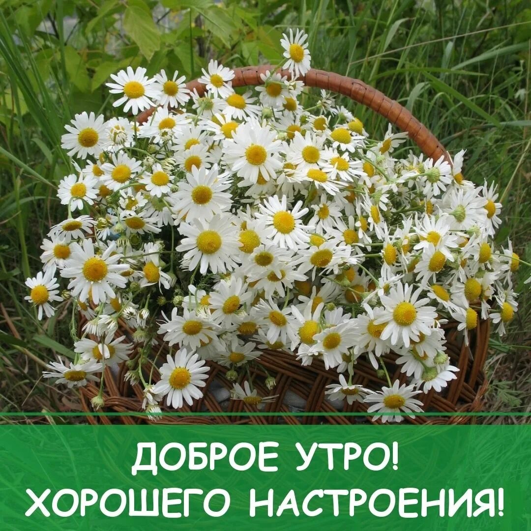 Букет ромашек. Ромашки картинки красивые с пожеланиями. Открытки с ромашками. Красивые пожелания с ромашками. Букет ромашек с днем рождения.