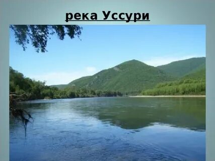 Уссури бассейн какого