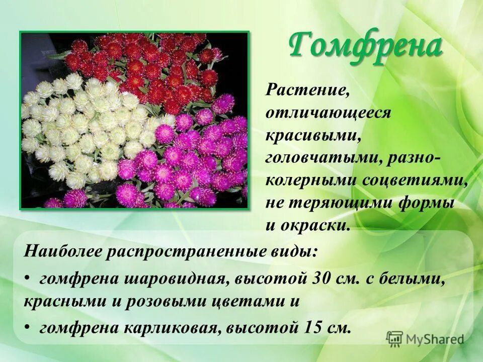 растения характеризуется