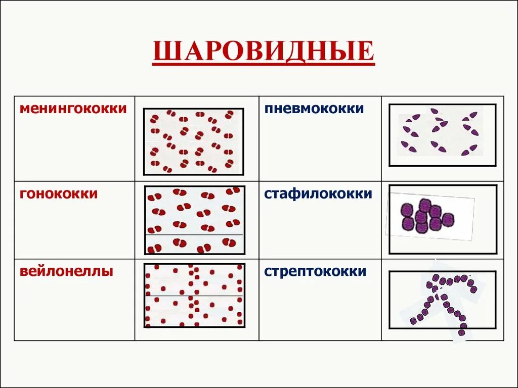 Шаровидную форму клетки имеет