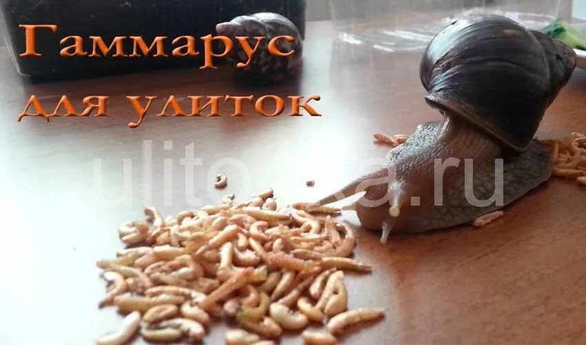 Можно ли кормить гаммарусом