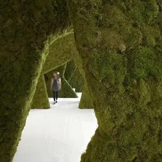 The trees look
