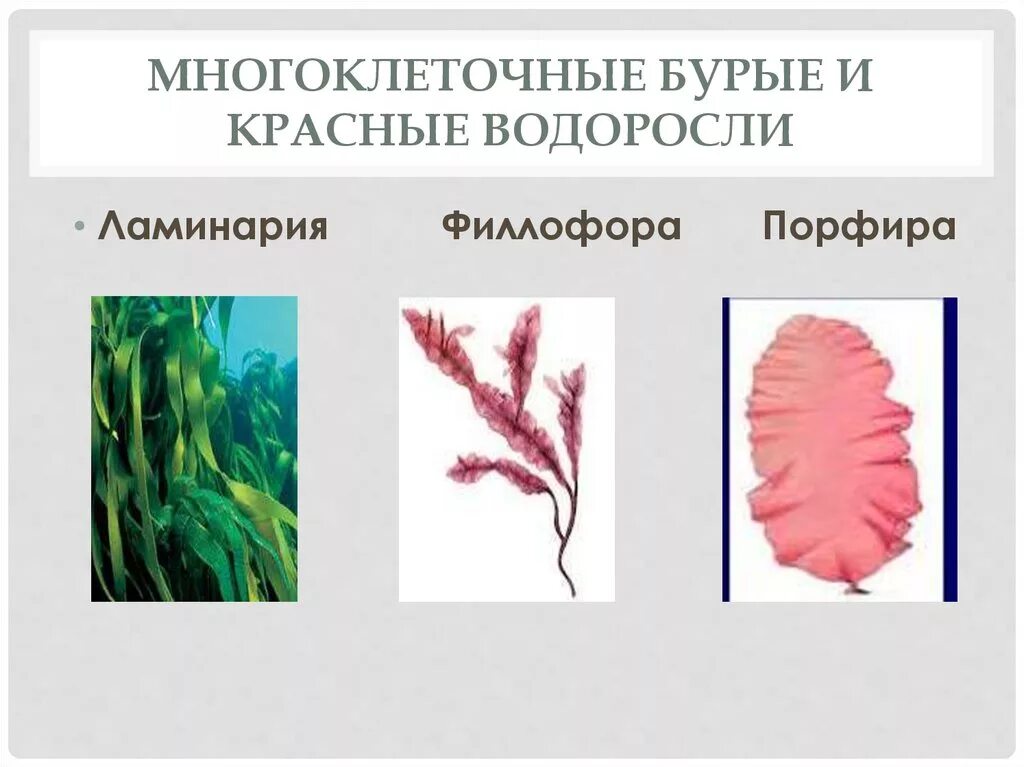 Схема красных и бурых водорослей. Ламинария порфира. Красная водоросль ламинария порфира. Многоклеточные красные водоросли. Бурую, красную, многоклеточную зеленую водоросли.