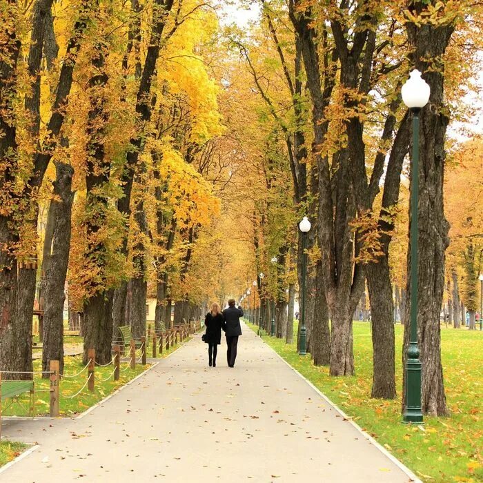 Прогулка по аллее. Липовая аллея сокольники. парк горького осень аллеи ташкент. прогулка в парке. прогулка в осеннем парке.