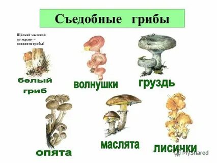 Слова связанные с грибами