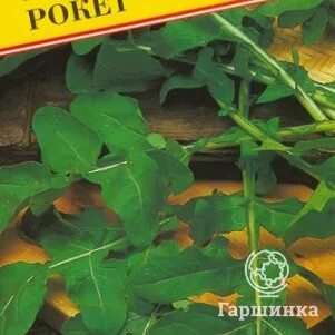 Семена гаршинка интернет. Семена гаршинка интернет