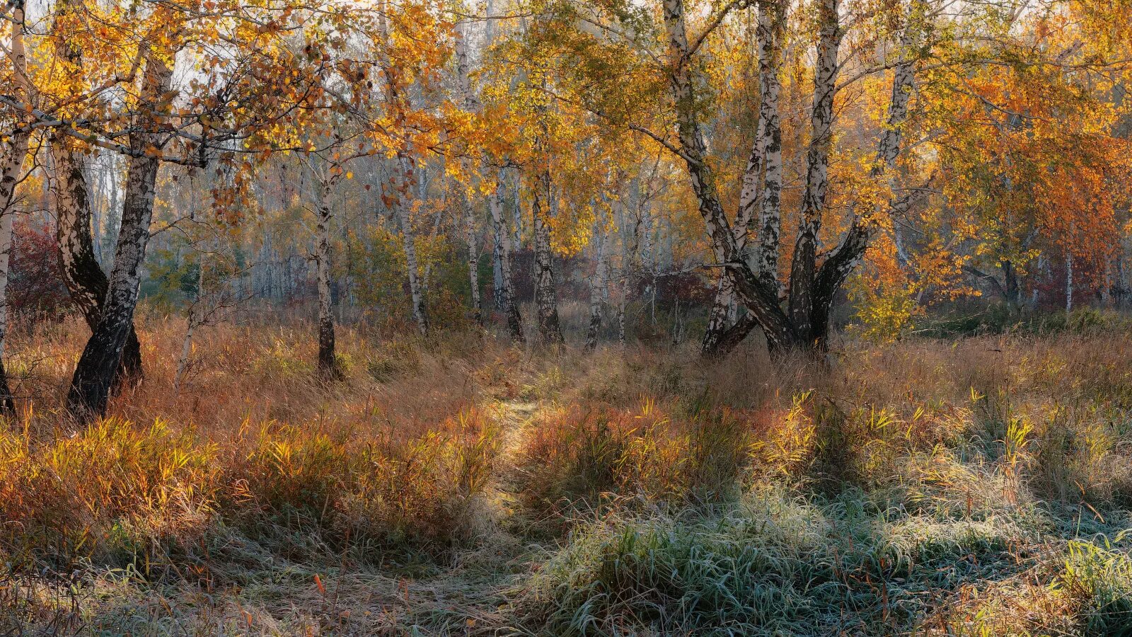 засохшие листья. есенин увяданья золотом охваченный. лесо хабалова фото. завявший лютик. засохшие цветы в вазе.