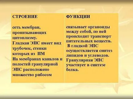 Функции эпс биология