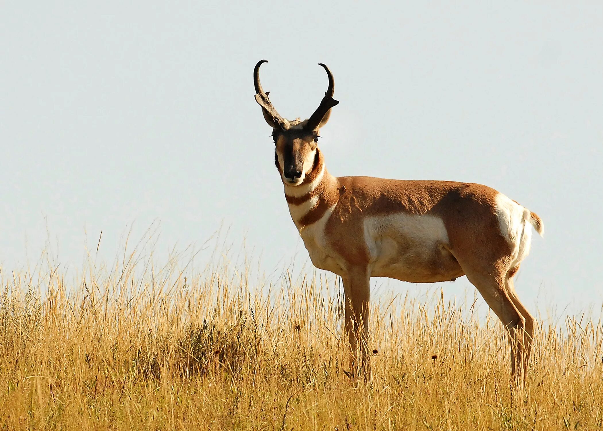 Antelope atlas. Антилопа спрингбок. Пятнистый олень. Antelope atlas. Тибетская антилопа ( pantholops hodgsonii ).