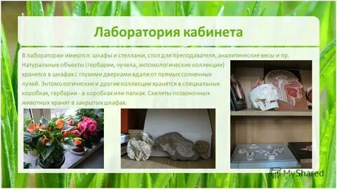 Класс биологии сочинение