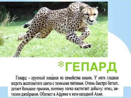 Доклад на тему мир животных