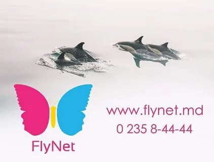 Flynet