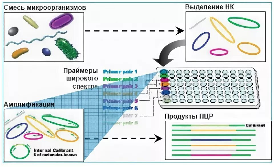 Биопленка микробиология. Bacillus subtilis (сенная палочка). Смесь микроорганизмов. Условно-патогенные микроорганизмы (упм). Стафилококк золотистый staphylococcus aureus.
