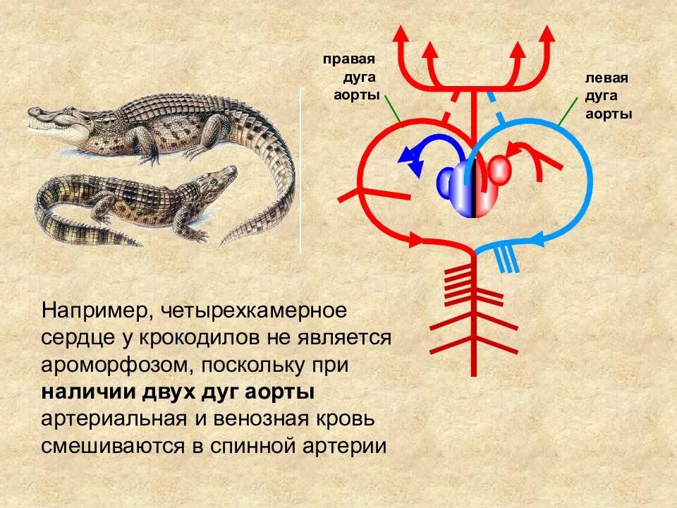 Два круга кровообращения ароморфоз. Ароморфозы млекопитающих. сердце крокодила. сердце крокодила четырехкамерное. ароморфозы крокодила.