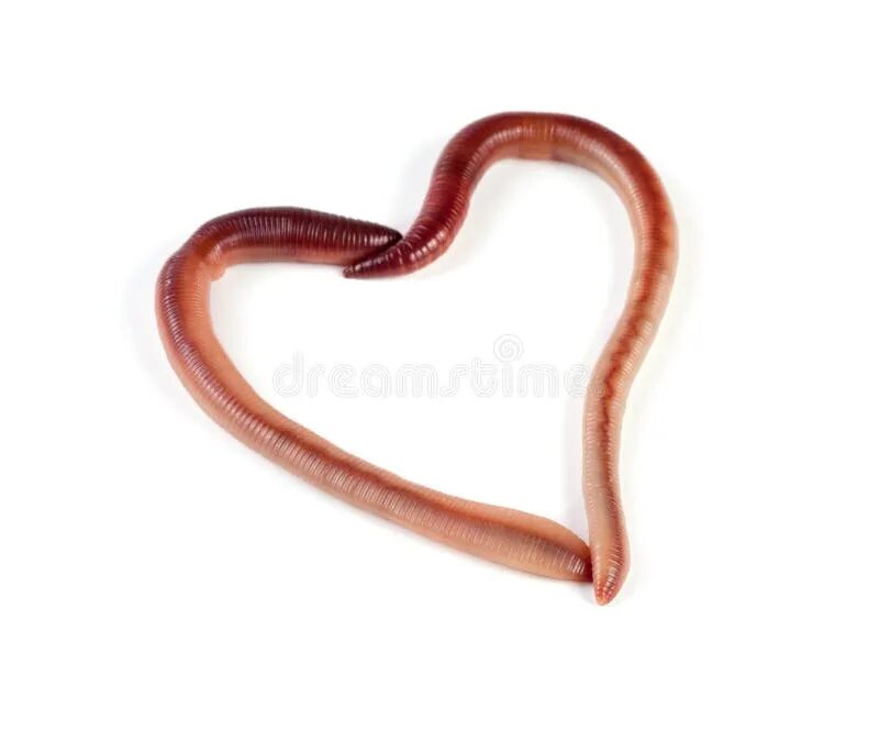 Любовь червей. Сердечные черви глисты.