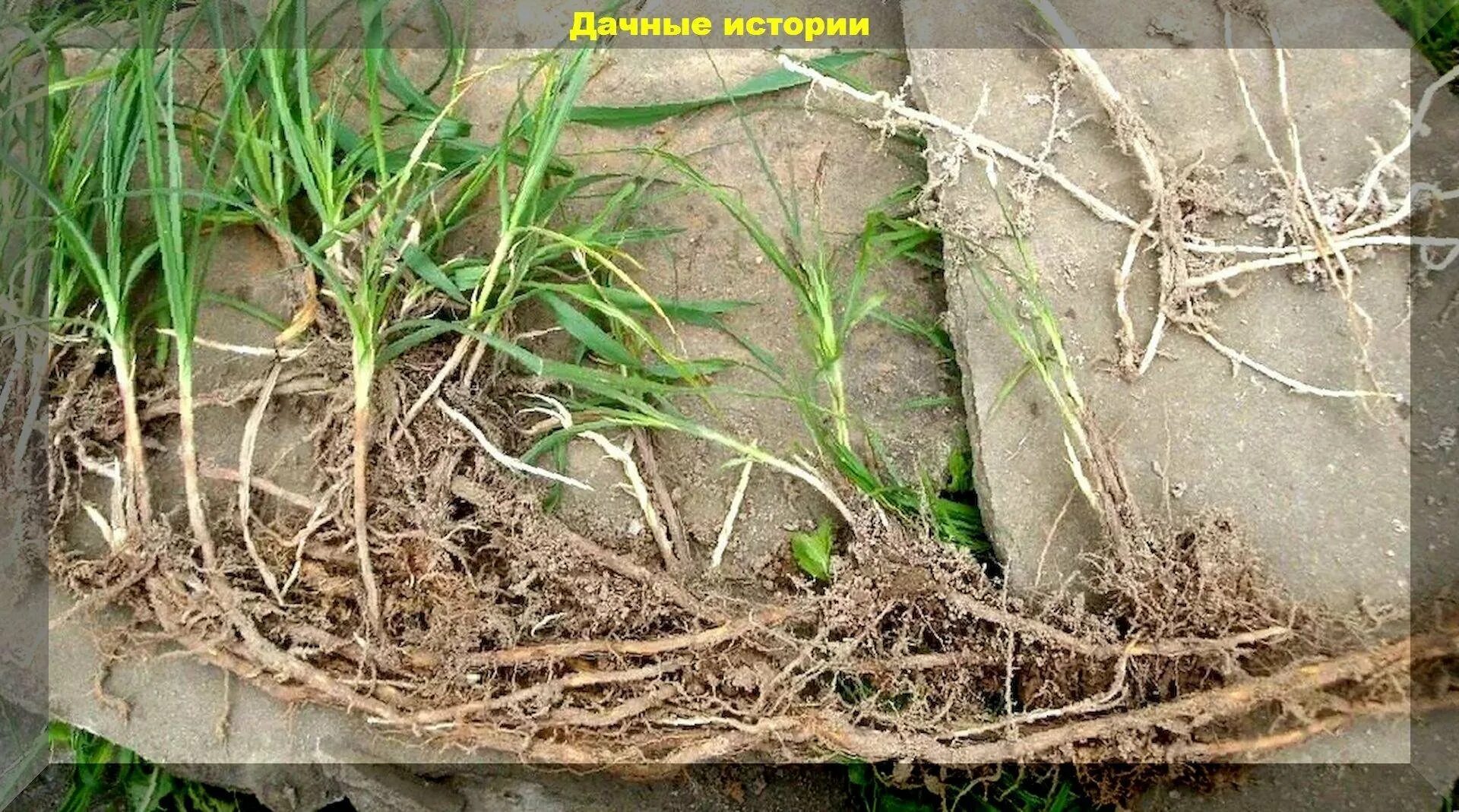 Как навсегда избавиться от пырея