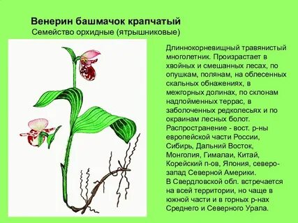 Венерин башмачок сообщение