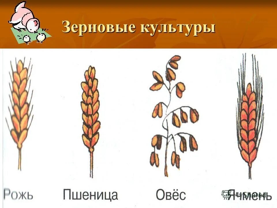 Хлебные злаковые культуры 4 класс. Злаковые культуры для детей. Важнейшие злаковые культуры. Зерновые культуры растений.