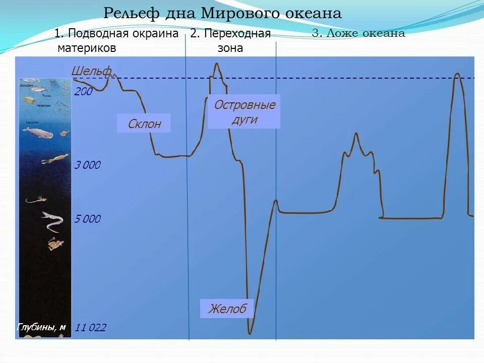 Шельф материковый склон ложе океана глубоководный желоб. Схема дна мирового океана 6 класс география. Часть рельефа дна океана схема. Рельеф дна мирового океана 5 класс география. Зоны дна океана