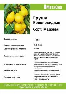 Груша медовая описание и фото