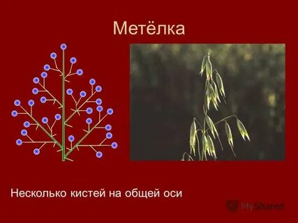 Соцветие метелка кистей