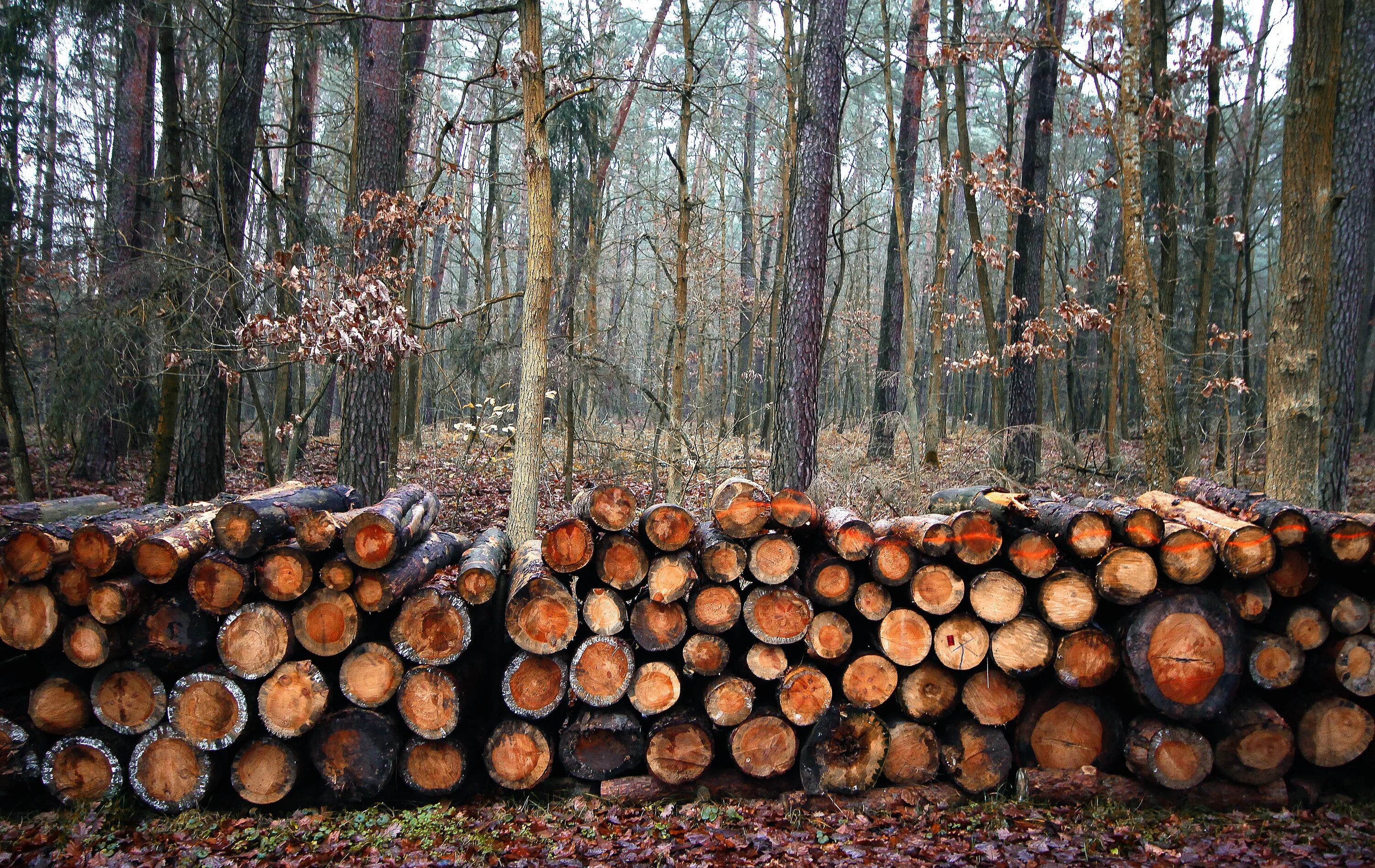 Cut down plant. Спиленные деревья в лесу. Вырубка лесов в России. Рубка леса. Срубленный лес.