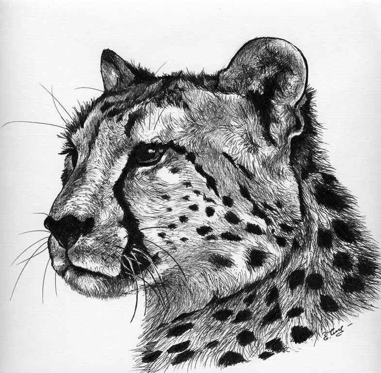 Животные рисунки. Животные карандашом. Гепард рисунок карандашом. Леопард рисунок.