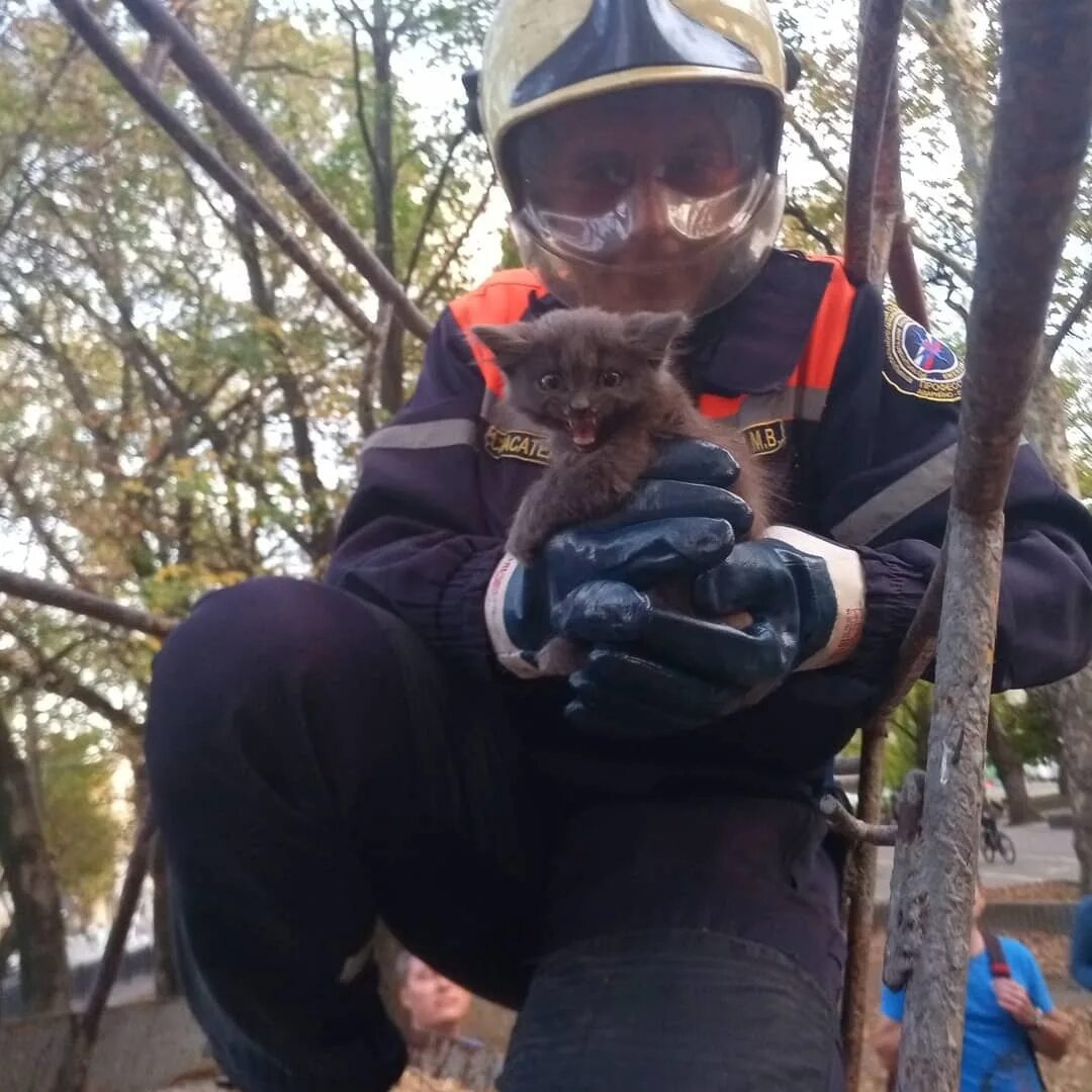 МЧС спасают котенка. Спас котенка с дерева. Кошечки спасают