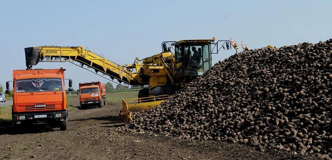 Уборка урожая. Уборка сахарной свеклы 2024. Комбайн для уборки сахарной свеклы. Копка сахарной свеклы на полях воронежской. Уборочная подсолнечник октябрь.