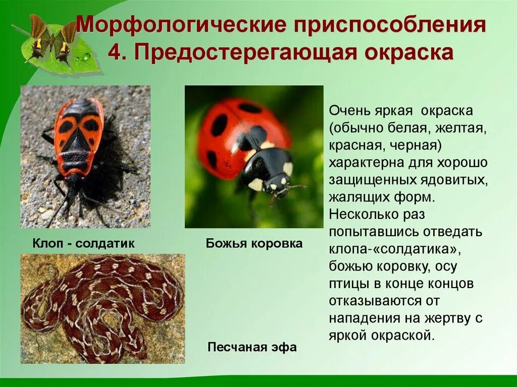 Формы адаптации животных