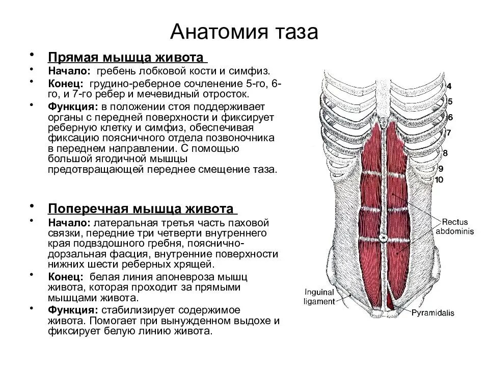 Мышцы живота анатомия вид сбоку. Сухожильные перемычки прямой мышцы живота. Поперечная мышца живота анатомия функции. Прямая мышца живота анатомия функции.
