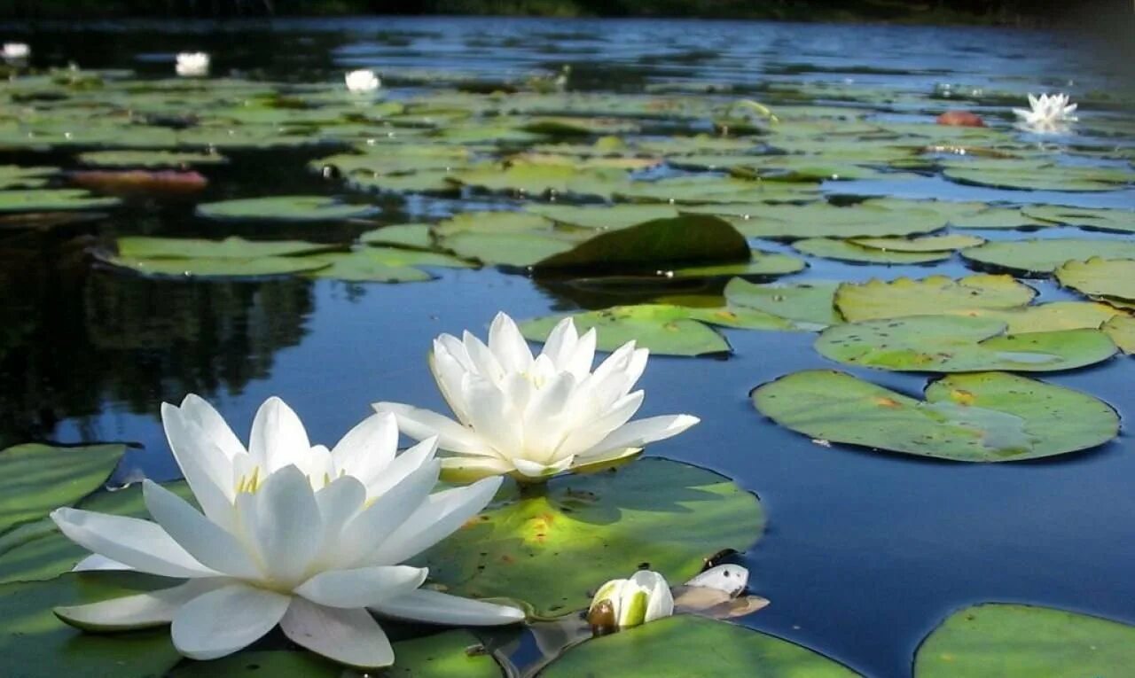 Сцены с лотосами на воде. Кувшинка белая Болотная. Нимфея Болотная. Кувшинка белая (Nymphaea Alba). Икорец река Воронежская кувшинки.