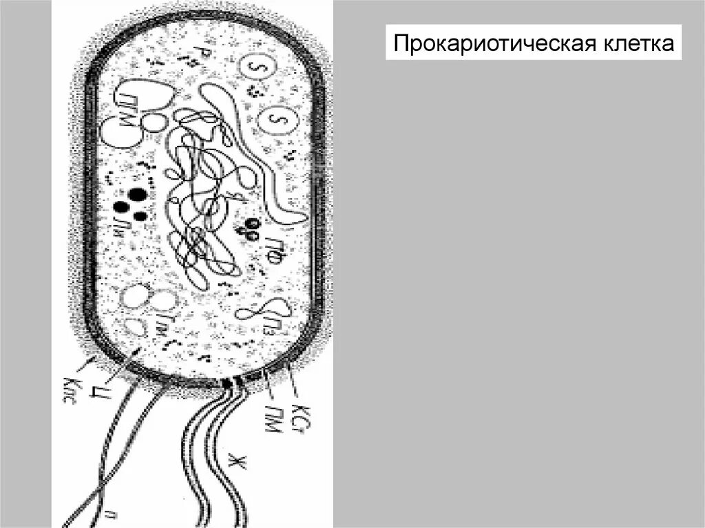 Появление прокариотической клетки. Прокариотическая клетка. Строение прокариотической клетки рисунок. Прокариотическая клетка схема. Прокариотическая клетка рисунок.