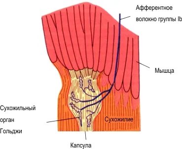 Сухожильные рецепторы являются