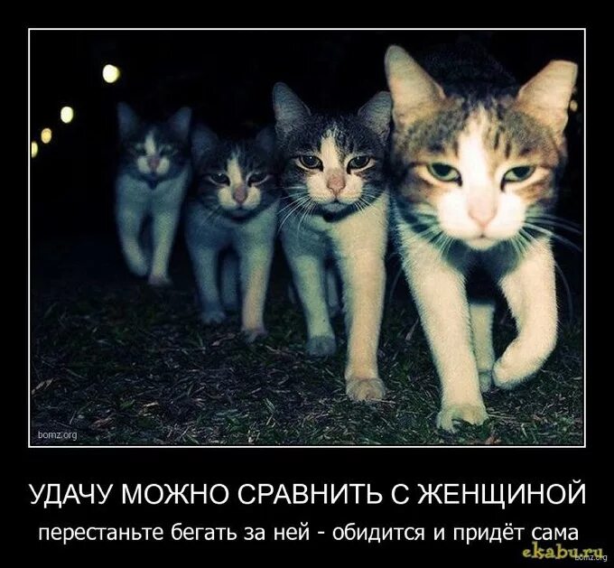 Кошка сама пришла