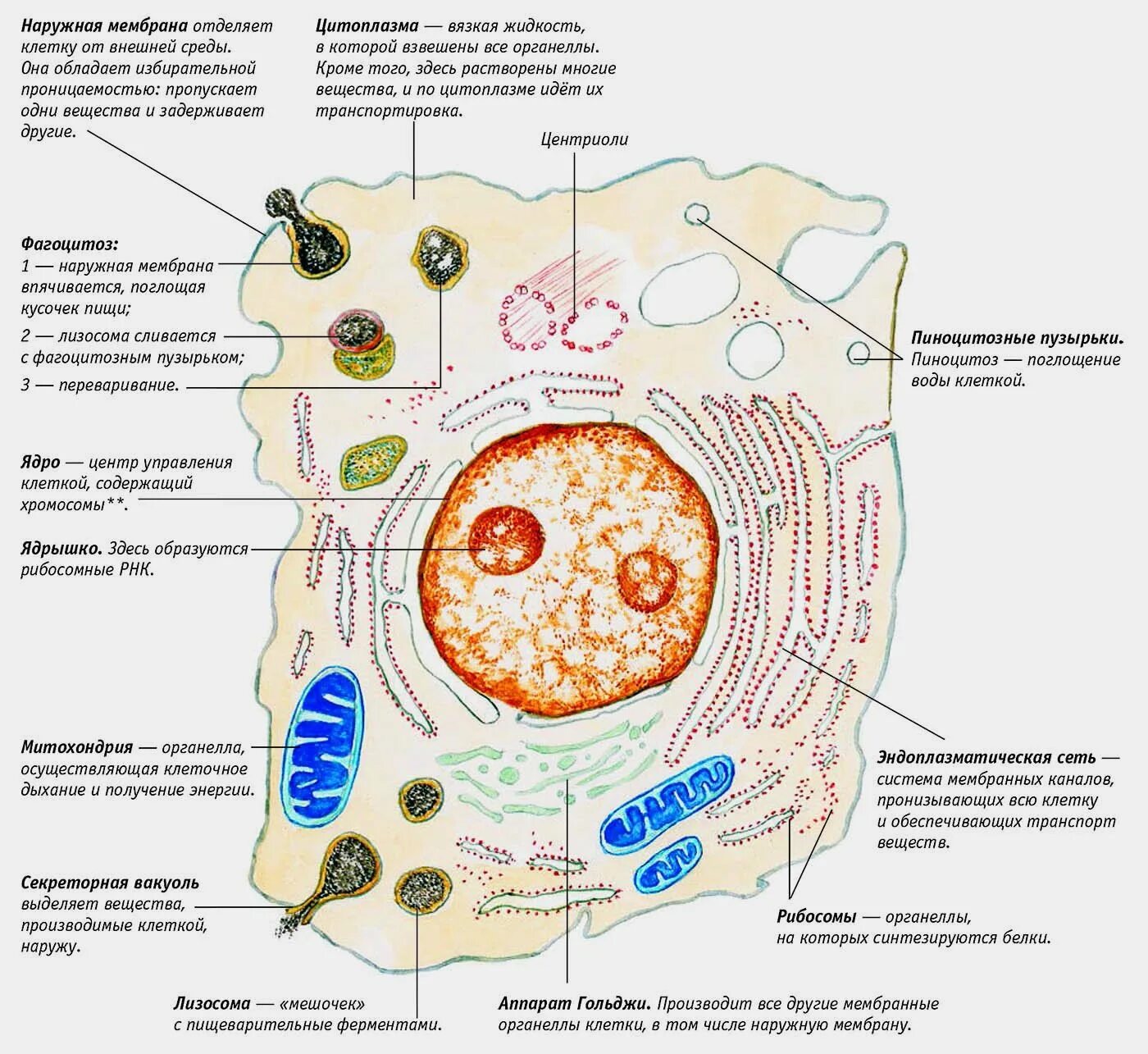 Структуры эукариотической клетки органеллы. Животная клетка - строение, органоиды, функция, строение. Строение животной клетки и функции ее органоидов рисунок. Строение животной клетки и основные функции органелл. Функции цитоплазмы органоида клетки