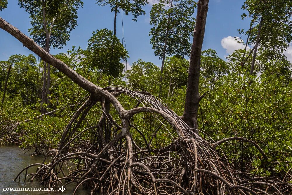 Красный мангр. Как вырастить мангровое дерево. Мангровый краб. Мангровое дерево 2011. Мангровые заросли саудовская аравия.