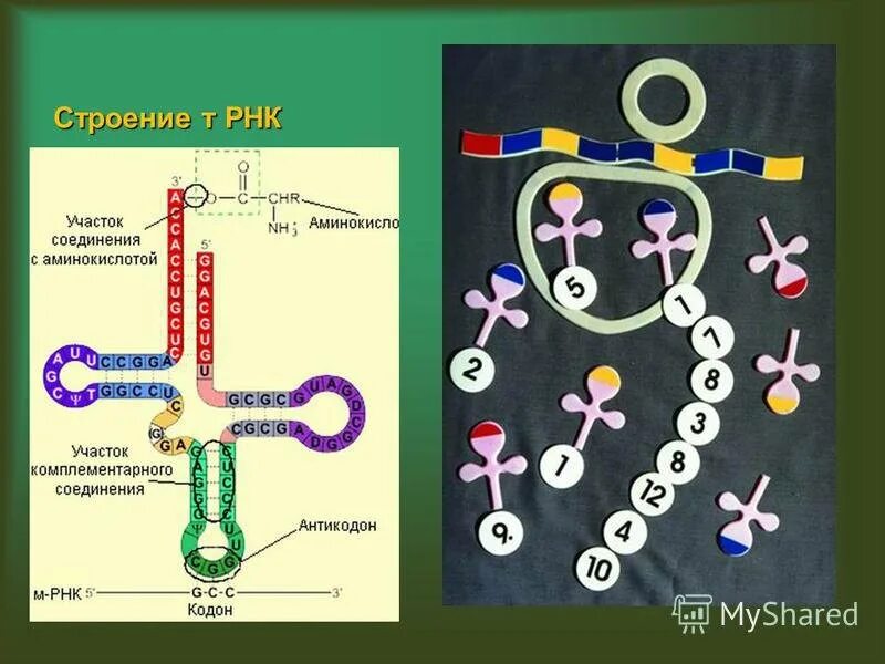 Схема биосинтеза белка в живой клетке рис 17. Синтез белка. Биосинтез белка схема. Синтез белка простейших