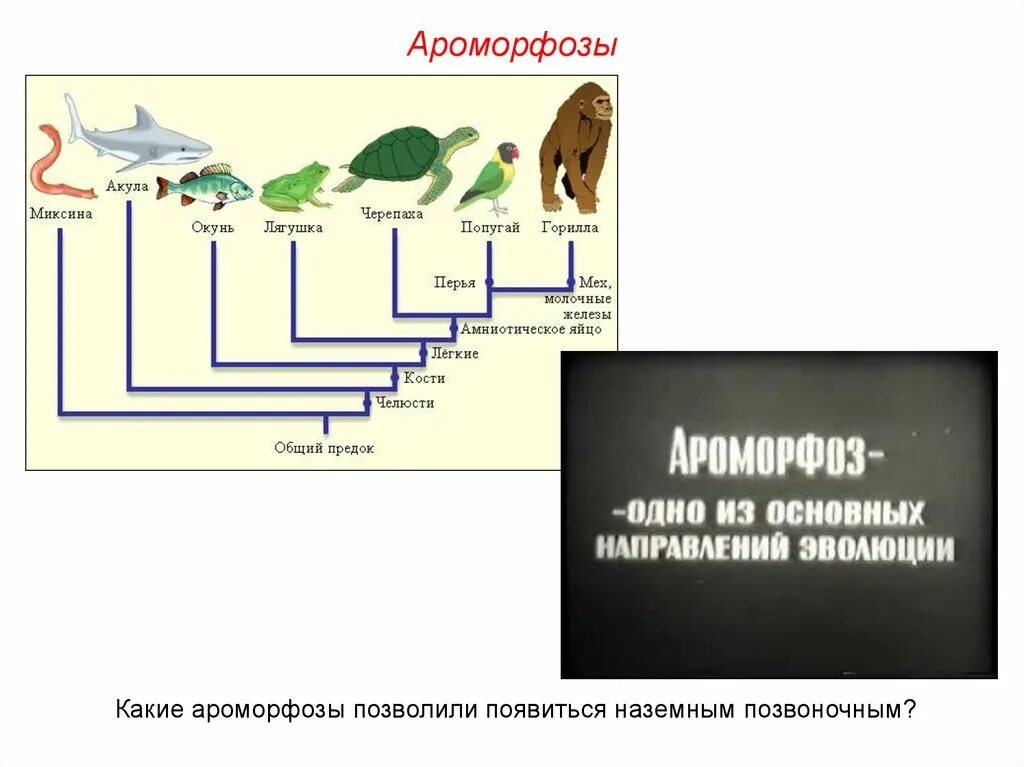 Главные направления эволюции животных таблица. Ароморфозы членистоногих. ароморфозы насекомых. эволюция позвоночных животных. ароморфозы в схеме эволюции животных.