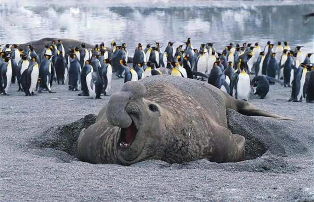 Южный морской слон Mirounga Leonina. Животные Антарктиды морской слон. Морские слоны в Антарктиде. Морские слоны Антарктика.