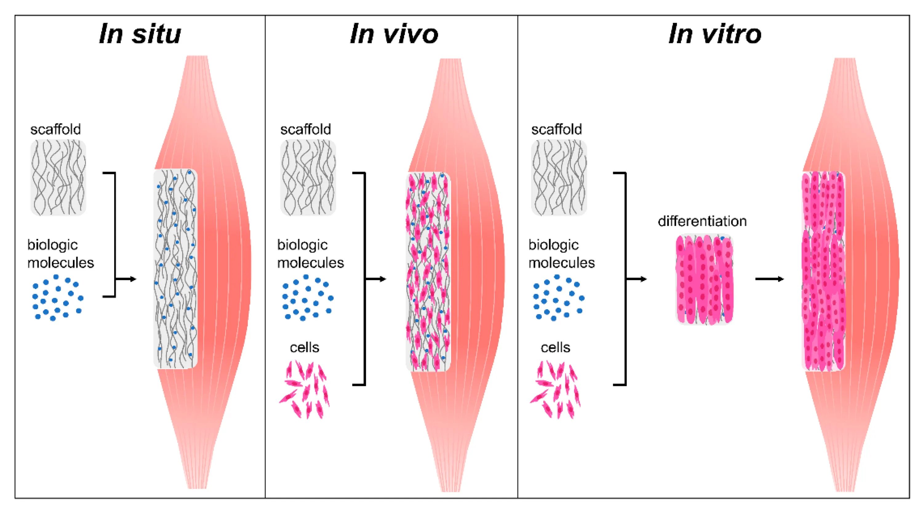 Метод in vivo in vitro. In vivo и in vitro что это такое. In situ in vivo. Генная терапия in situ.