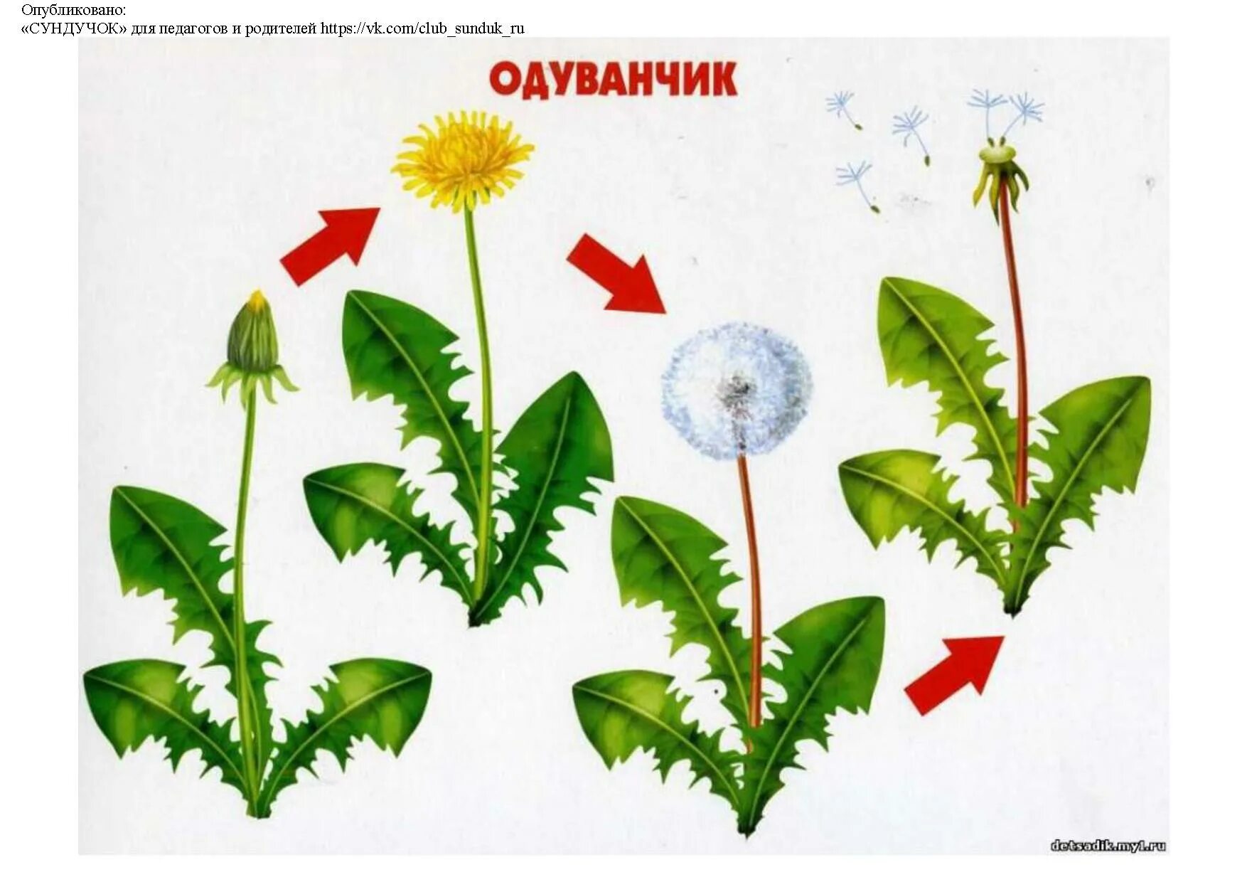 Цветок превращается в