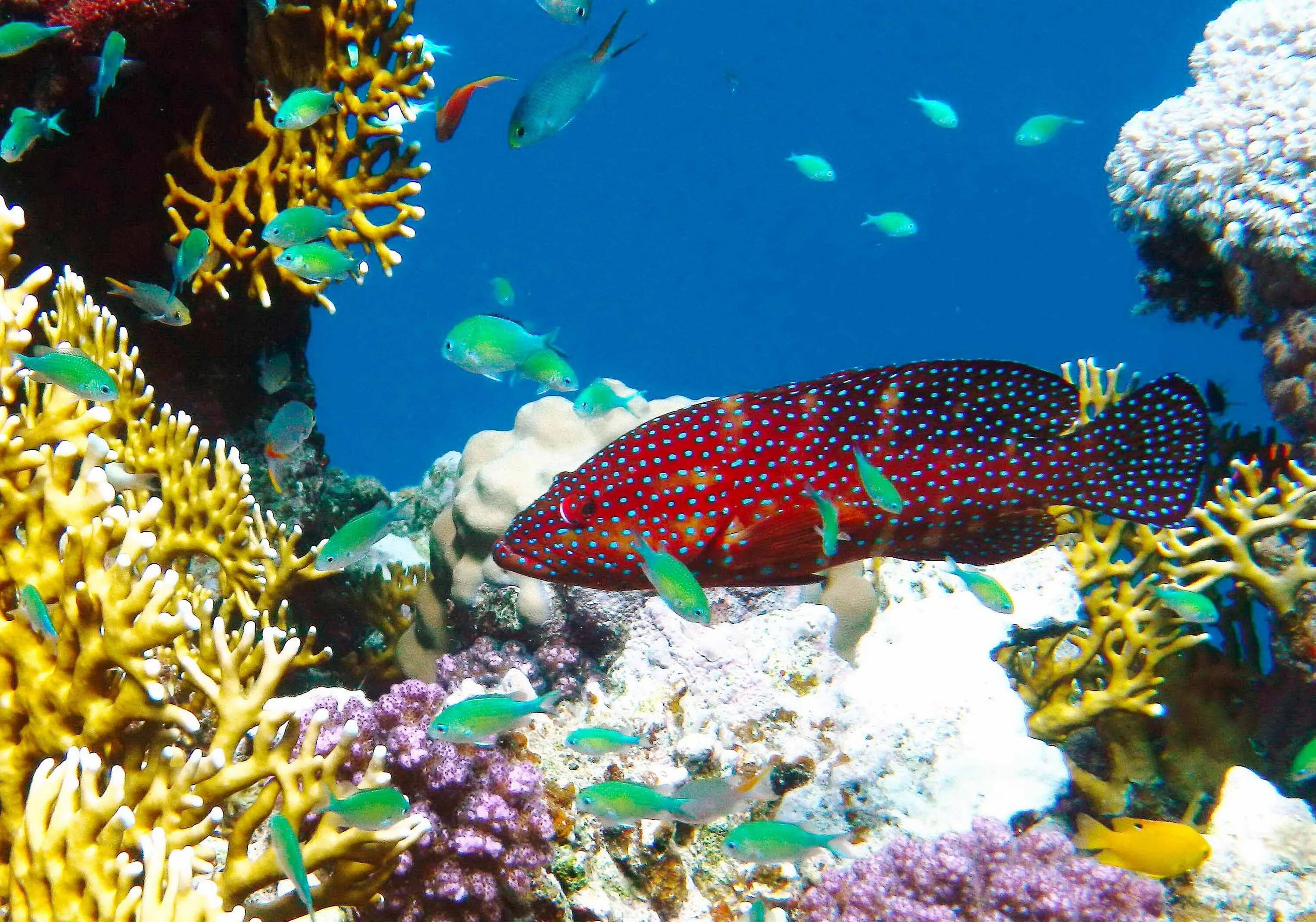 Животные кораллового рифа. Риф Шарм-Эль-Шейх. Коралловый риф в Шарм Эль Шейхе. Подводный мир Египта Шарм-Эль-Шейх. Риф Туббатаха Филиппины.