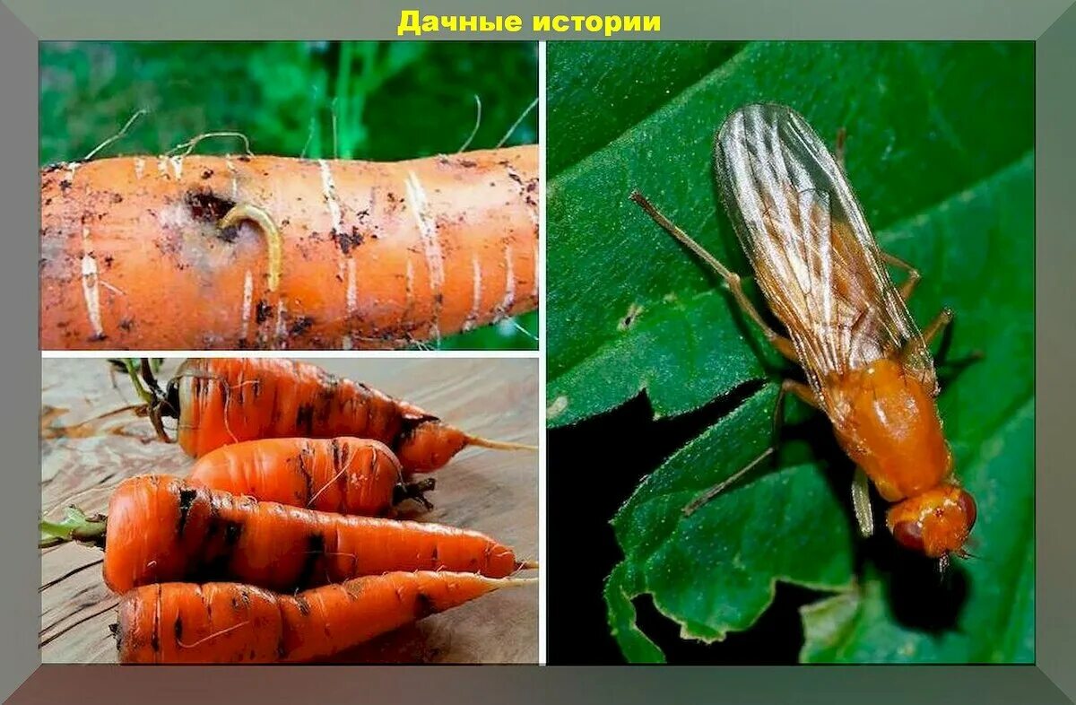 Морковная муха. Морковная муха. Луковая капустная морковная муха отряд. Морковная муха на моркови. Луковая капустная морковная муха отряд.
