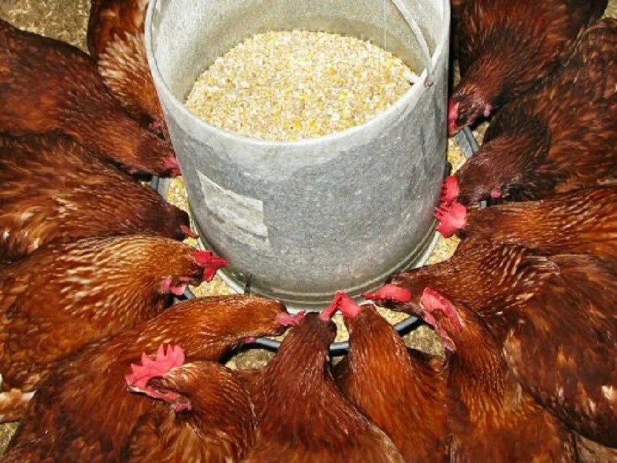 Муку можно давать курам. Куры в птичнике с кормом. Курицы в курятнике. Питание кур. Кормление домашней птицы.
