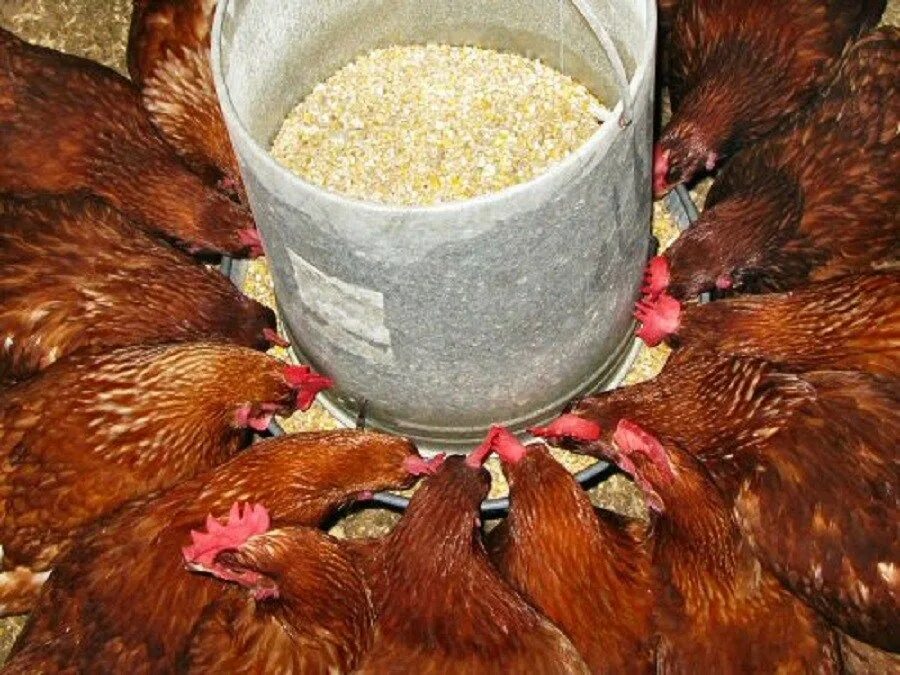 Можно давать картошку курицам
