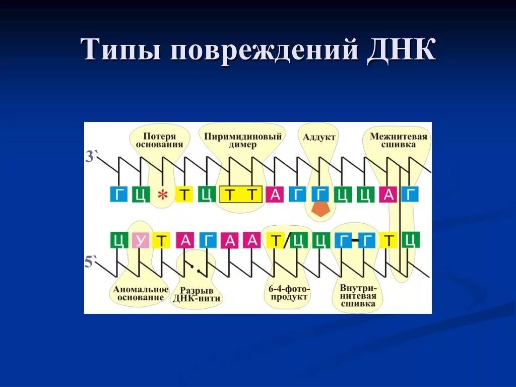 Типы повреждений ДНК. Типы структурных повреждений в ДНК И репарационные процессы.. Факторы повреждающие ДНК. Источники повреждения ДНК.