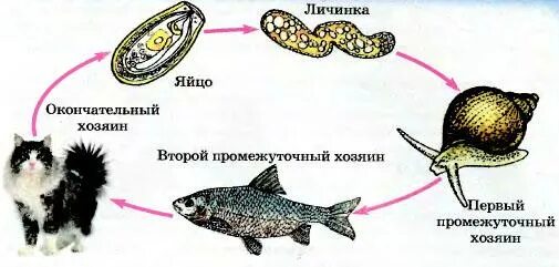 Кошачий, Сибирский сосальщик жизненный цикл. Цикл развития кошачьего сосальщика. Жизненный цикл кошачьего сосальщика схема. Жизненный цикл кошачьего сосальщика.