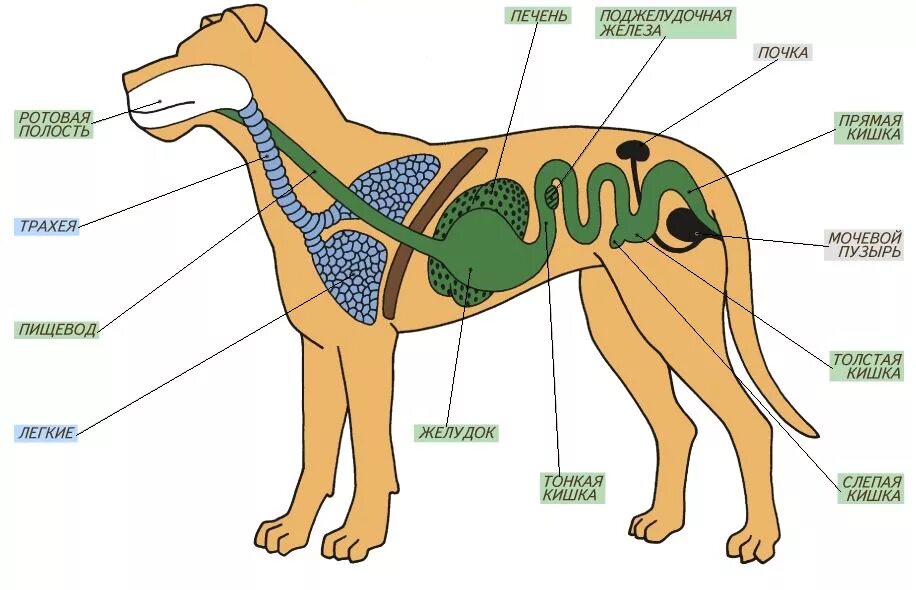 Внутреннее строение млекопитающих кратко. Строение внутренних органов собаки схема. Внутреннее строение млекопитающих схема. Внутренне строение органов собаки. Внутренне строение собаки скелета.