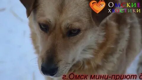 Приюта для животных хвостики